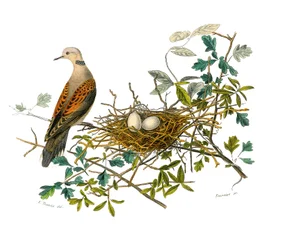 Natuurhistorische plaat: Zoologische plaat die hoendervogels voorstelt: de duif bij zijn nest. Plaat getekend uit de negen delen over vogels in 