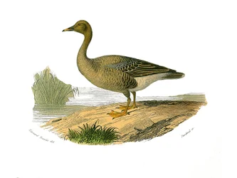 Zoologische plaat met lamellirostrous watervogels (met lamellen of tanden). Wilde gans. Illustratie uit 