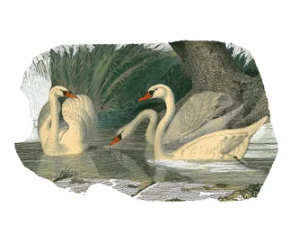 Natuurhistorisch bord: Zoologisch bord met lamellirostrale watervogels