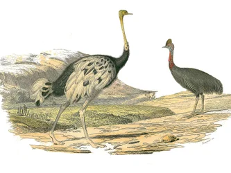 Natuurhistorische plaat: Zoologische plaat die steltlopers voorstelt: struisvogel en kasuaris. Plaat getekend uit de negen delen over vogels in 