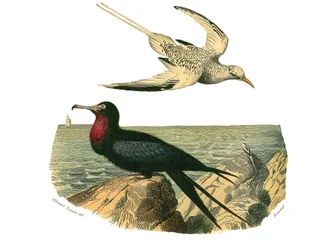 Natuurhistorisch bord: Zoologisch bord met totipalms