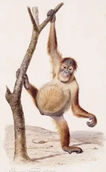 Orang-oetan, 1836