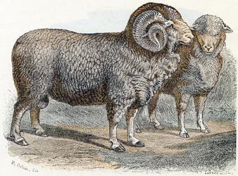 Schaap - 