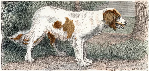 Spaniël (hond) - 