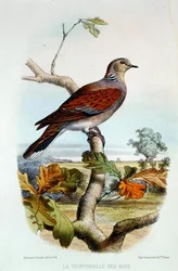 De Tortelduif