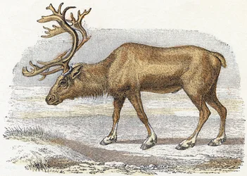 Xandarus - Alfabet illustreert dieren