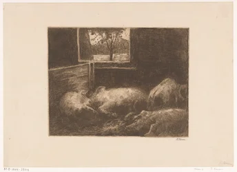Varkens in een stal
