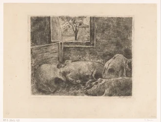 Varkens in een stal