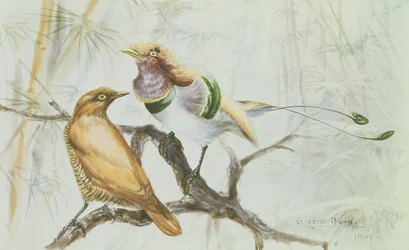 Koningsvogel van het Paradijs, 1909