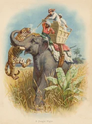 Een junglegevecht