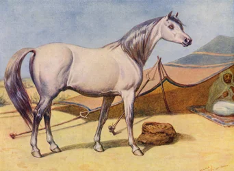 Arabisch paard