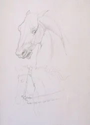 Studie van een paardenhoofd