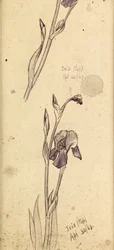 Iris, 1869