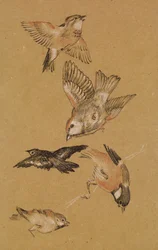 Liefde leidt de Pelgrim - Studie van Vogels: Vinken