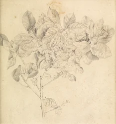 Studie voor appelboomgaard