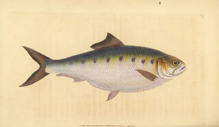 Elft, Alosa alosa (Elft, Clupea alosa). Handgekleurde koperplaat getekend en gegraveerd door Edward Donovan uit zijn Natural History of British Fishes, Donovan en F.C. en J. Rivington, Londen