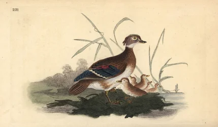 Carolina-eend (vrouwelijk en jong). Handgekleurde kopergravure getekend en gegraveerd door Edward Donovan uit zijn Natural History of British Birds, Londen