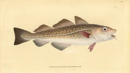 Atlantische kabeljauw of kabeljauw. Gadus morhua. Kwetsbaar. Handgekleurde koperplaat getekend en gegraveerd door Edward Donovan uit zijn Natural History of British Fishes, Donovan en F.C. en J. Rivington, Londen