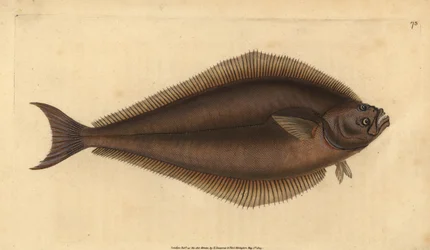 Atlantische heilbot, Hippoglossus hippoglossus. Bedreigd. Handgekleurde kopergravure getekend en gegraveerd door Edward Donovan uit zijn Natural History of British Fishes, Donovan en F.C. en J. Rivington, Londen