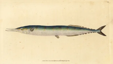 Atlantische makreel, Scomberesox saurus saurus