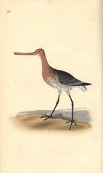 Rosse grutto (vrouwtje), Limosa lapponica. Handgekleurde koperplaat getekend en gegraveerd door Edward Donovan uit zijn eigen 
