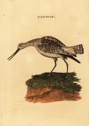 Rosse grutto, Limosa lapponica