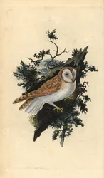 Kerkuil, Tyto alba