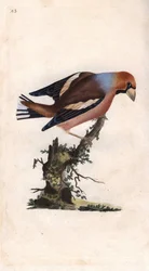 Grote beukenkern. Coccothraustes. Kopergravure door Edward Donovan, gepubliceerd in Histoire naturelle des oiseaux britanniques, Londen