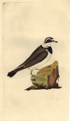 Bontbekplevier. Charadrius hiaticula. Kopergravure door Edward Donovan (1768-1837), gepubliceerd in Histoire naturelle des oiseaux britanniques, Londen