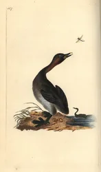 Fuut met zwarte kin, Podiceps hebridicus. (Dodaars, Tachybaptus ruficollis?) Handgekleurde koperplaat, getekend en gegraveerd door Edward Donovan, uit zijn eigen „Natuurlijke historie van Britse vogels”, Londen