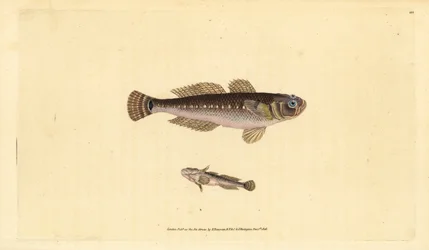 Zwarte grondel, Gobius niger