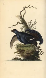 Korhoen, Tetrao tetrix. Handgekleurde kopergravure, getekend en gegraveerd door Edward Donovan uit zijn eigen „Natural History of British Birds“, Londen