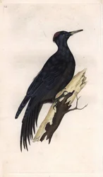 Zwarte specht. Dryocopus martius (Picus martius). Kopergravure door Edward Donovan (1768-1837), gepubliceerd in Histoire naturelle des oiseaux britanniques, Londen