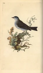 Zwartkop, Sylvia atricapilla. Handgekleurde koperplaat getekend en gegraveerd door Edward Donovan uit zijn eigen Natural History of British Birds, Londen