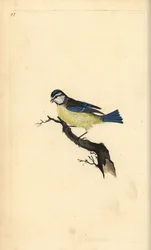 Pimpelmees, Cyanistes caeruleus. Handgekleurde koperplaat getekend en gegraveerd door Edward Donovan uit zijn eigen Natural History of British Birds, Londen