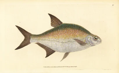 Brasem, Abramis brama (Cyprinus brama). Handgekleurde kopergravure getekend en gegraveerd door Edward Donovan uit zijn Natural History of British Fishes, Donovan en F.C. en J. Rivington, Londen