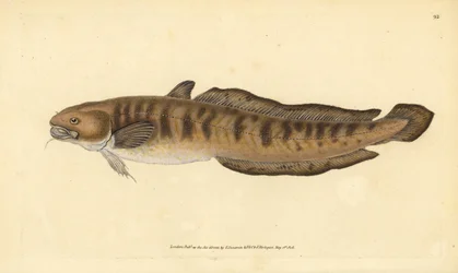 Kwabaal, Lota lota (Gadus lota). Handgekleurde kopergravure getekend en gegraveerd door Edward Donovan uit zijn Natural History of British Fishes, Donovan en F.C. en J. Rivington, Londen