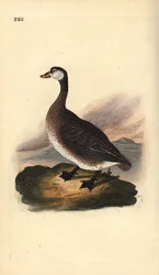 Canadese gans, Branta canadensis. Handgekleurde koperplaat getekend en gegraveerd door Edward Donovan uit zijn eigen Natural History of British Birds, Londen