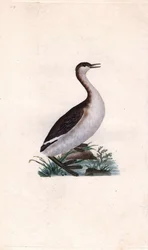Dodaars, Tachybaptus ruficollis