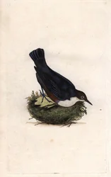 Waterspreeuw. Cinclus cinclus (Sturnus cinclus)