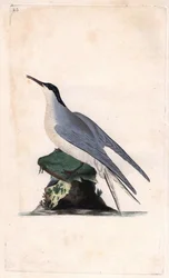 Visdief, Sterna hirundo