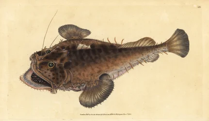 Zeeduivel, Lophius piscatorius