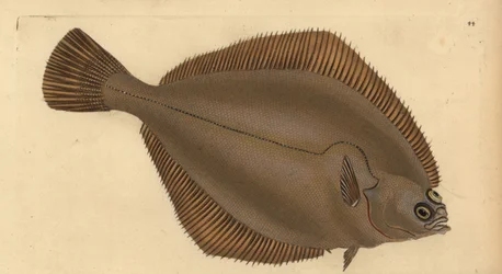Schol, Limanda limanda (Pleuronectes limanda). Handgekleurde koperplaat getekend en gegraveerd door Edward Donovan uit zijn Natural History of British Fishes, Donovan en F.C. en J. Rivington, Londen