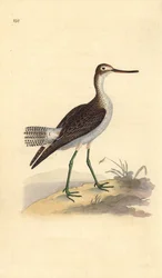 Groenpootruiter, Tringa nebularia. Handgekleurde koperplaat getekend en gegraveerd door Edward Donovan uit zijn eigen Natural History of British Birds, Londen