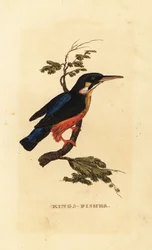 IJsvogel, Alcedo atthis