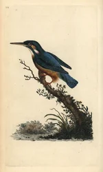 IJsvogel, Alcedo atthis
