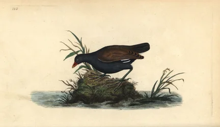 Waterhoen, Gallinula chloropus. Handgekleurde kopergravure, getekend en gegraveerd door Edward Donovan uit zijn eigen „Natural History of British Birds“, Londen