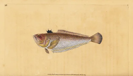 Gewone pieterman, Trachinus draco