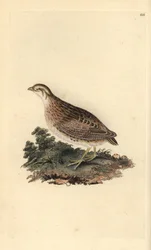 Kwartel, Coturnix coturnix