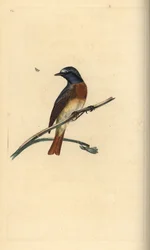 Gekraagde roodstaart, Phoenicurus phoenicurus. Handgekleurde koperplaat getekend en gegraveerd door Edward Donovan uit zijn eigen Natural History of British Birds, Londen